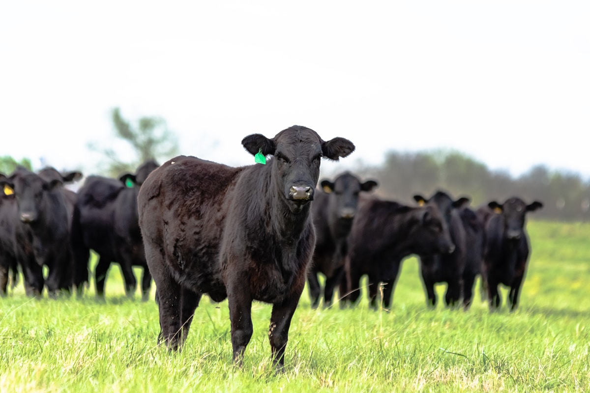 Introducing Cattle to RumenWorks Green Feed Lick plus Rumensin