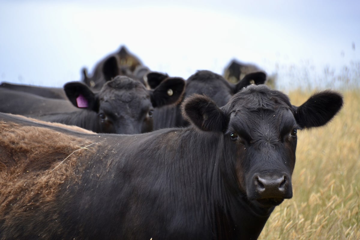 Supplementing On Dry Feed - Cattle