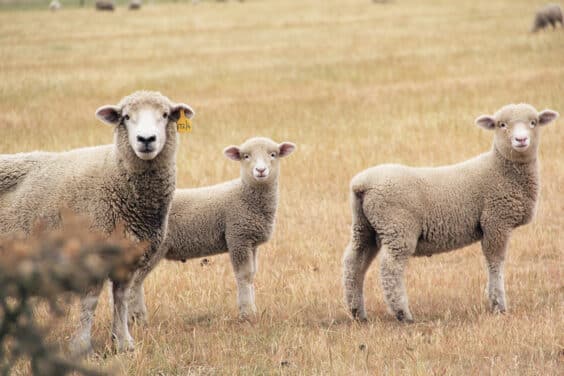 Supplementing On Dry Feed - Sheep