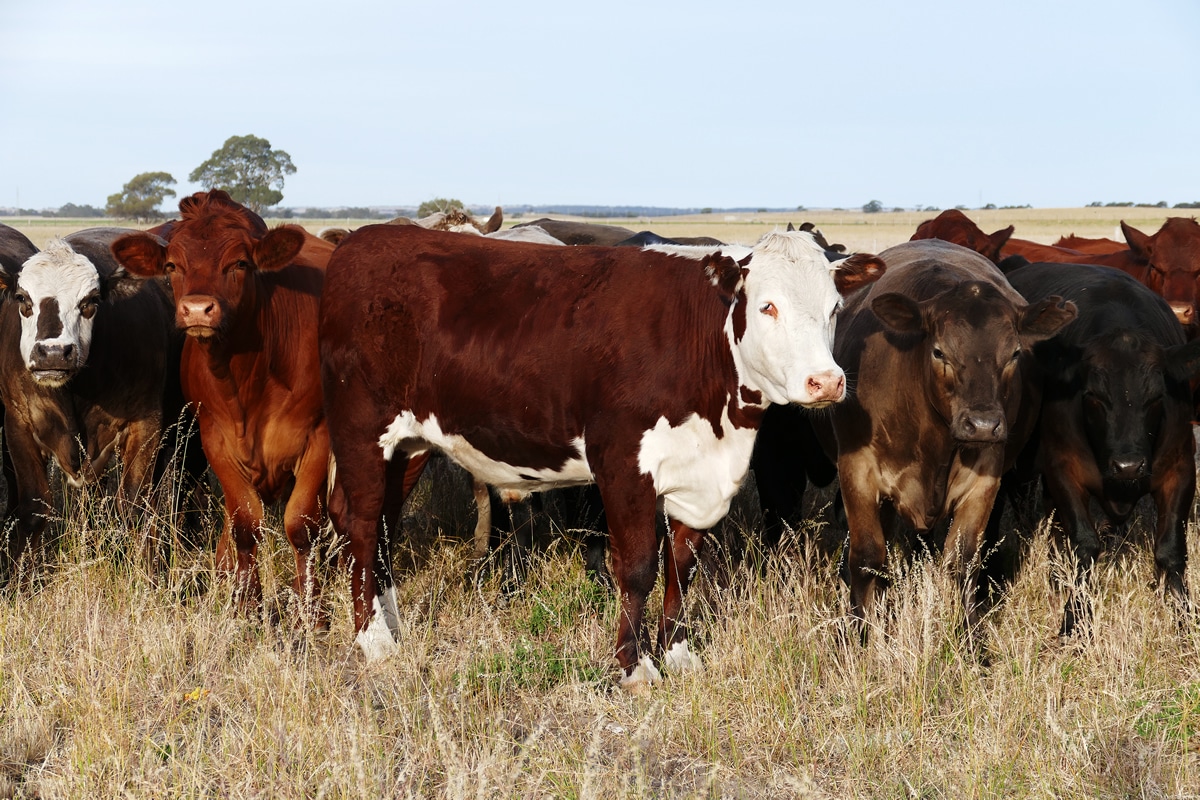 Cattle Dry Feed Supplementation