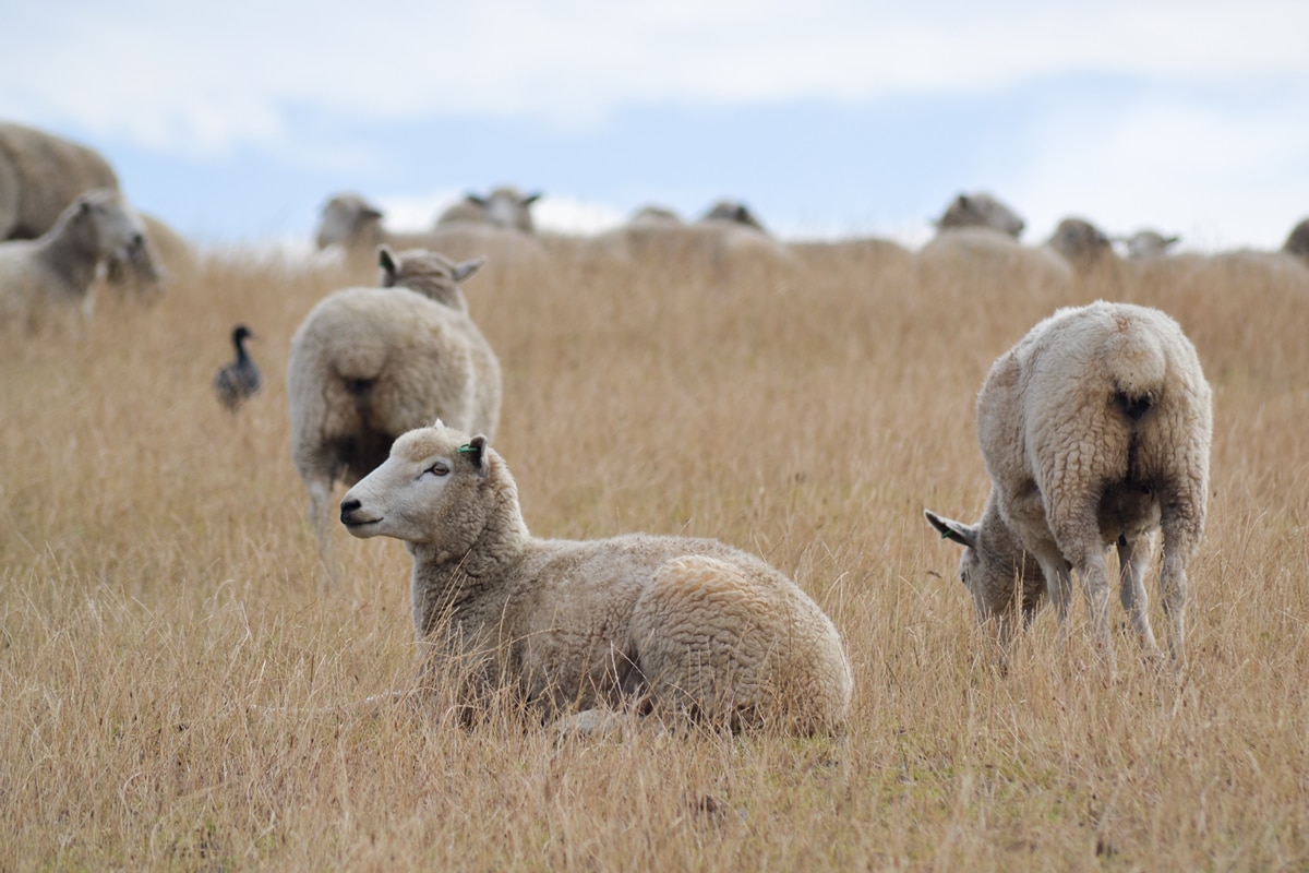 Sheep Dry Feed Supplementation