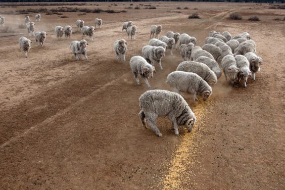 Sheep Grain Assist Pellet