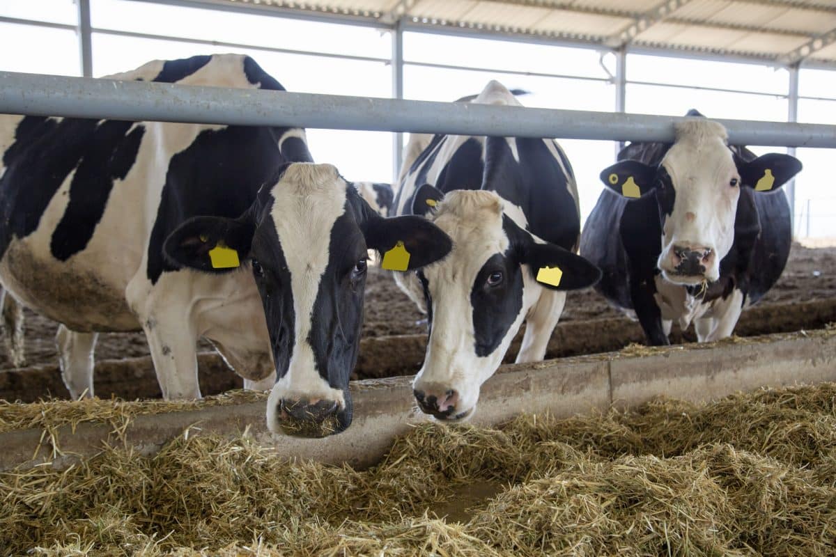 RumenWorks Dairy Grain Assist Concentrate Pellet