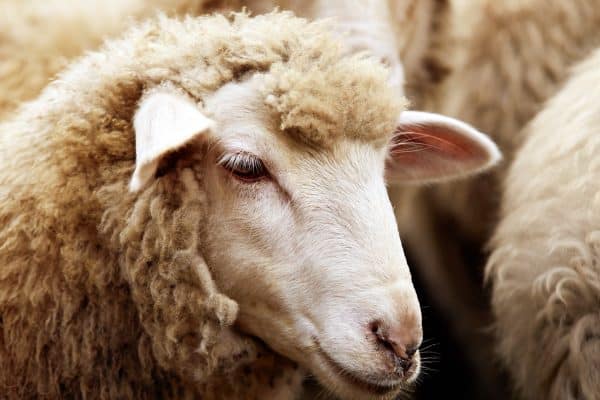 What is Acidosis in Sheep