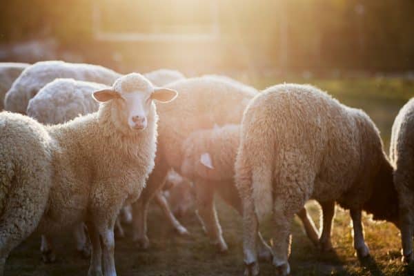 Sheep Enhancer Concentrate Plus Probiotic